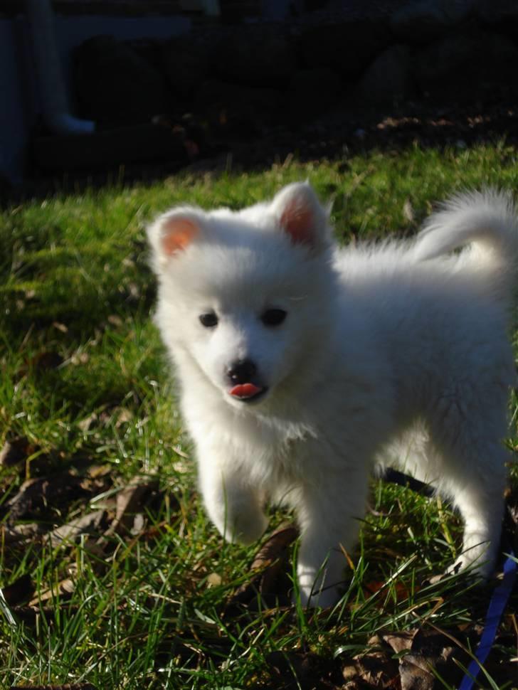 Japansk spids Akira - Ude i Haven billede 2