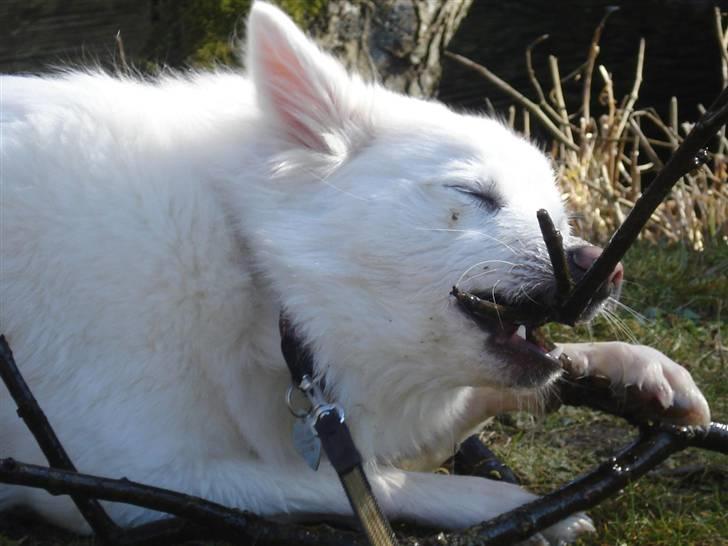 Japansk spids Akira - Hmm.... min yndlings beskæftigelse:) billede 3