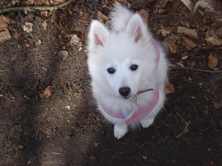 Japansk spids Akira - Hej hej;D billede 4