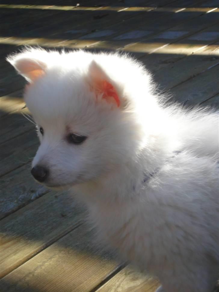 Japansk spids Akira - Smukke Mig billede 5