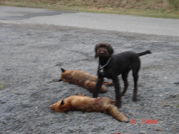 Ruhåret hønsehund tanja - jeg er så stolt..... :-D billede 8