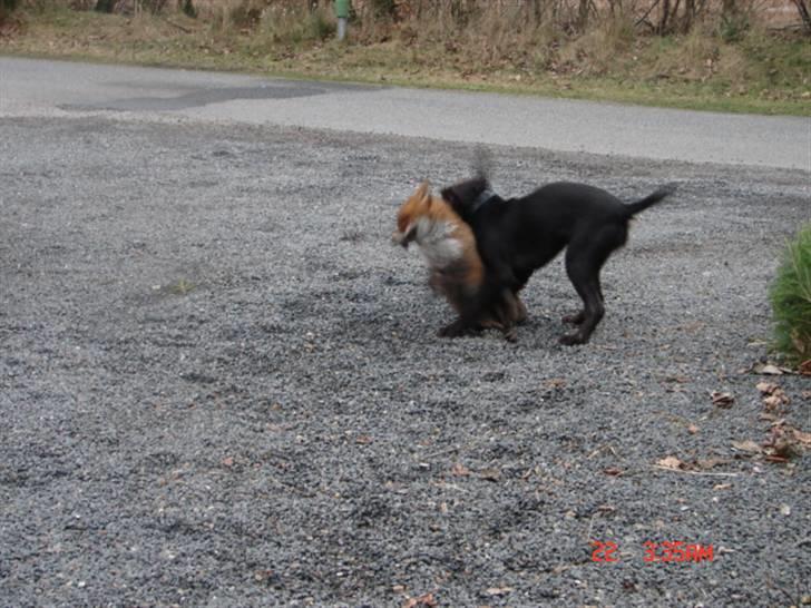 Ruhåret hønsehund tanja - også skal der leges... haha billede 9