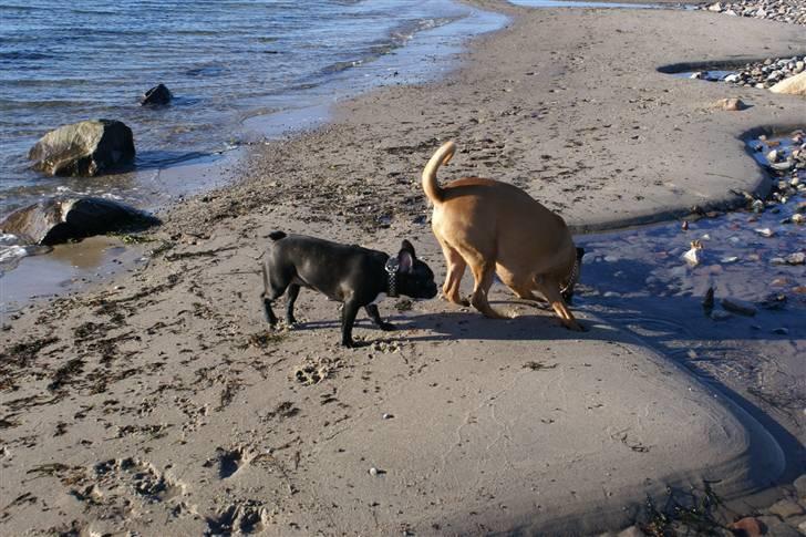 Blanding af racer Kenzo billede 14