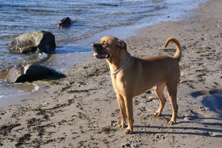 Blanding af racer Kenzo billede 15