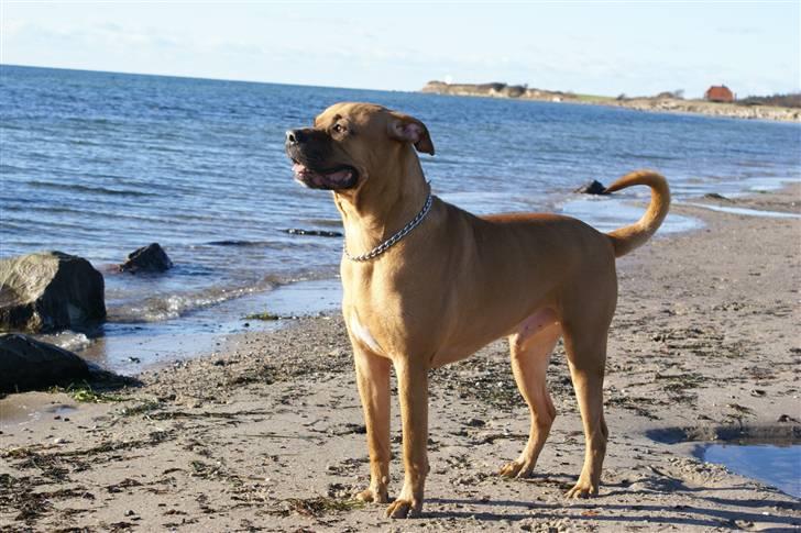 Blanding af racer Kenzo billede 16