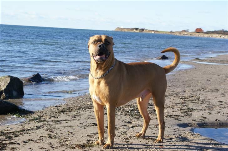 Blanding af racer Kenzo billede 17