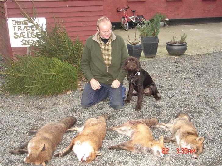 Ruhåret hønsehund tanja - Miin far og mig, er det perfekte team xD billede 10