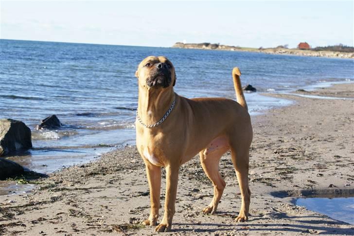 Blanding af racer Kenzo billede 18