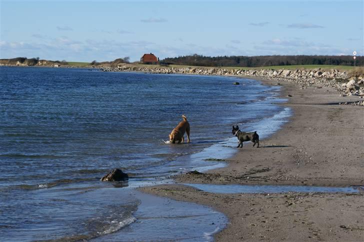 Blanding af racer Kenzo billede 19