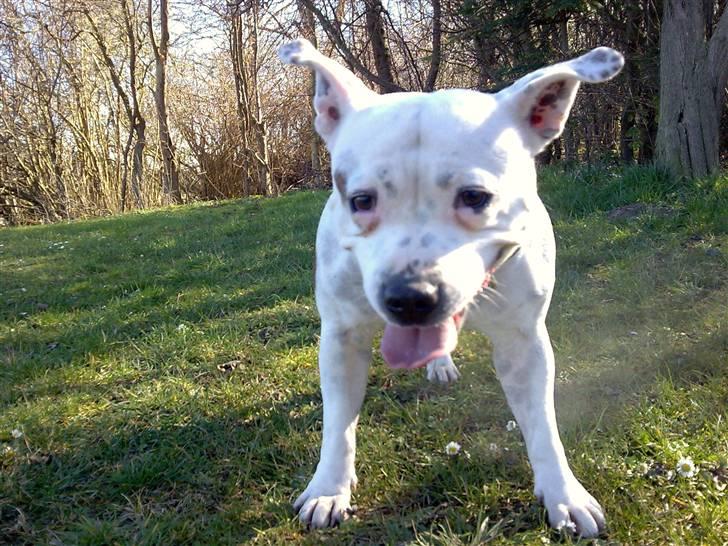 Staffordshire bull terrier Freja (Liza Kabri) - Freja med sine dejlige stritører :D billede 1