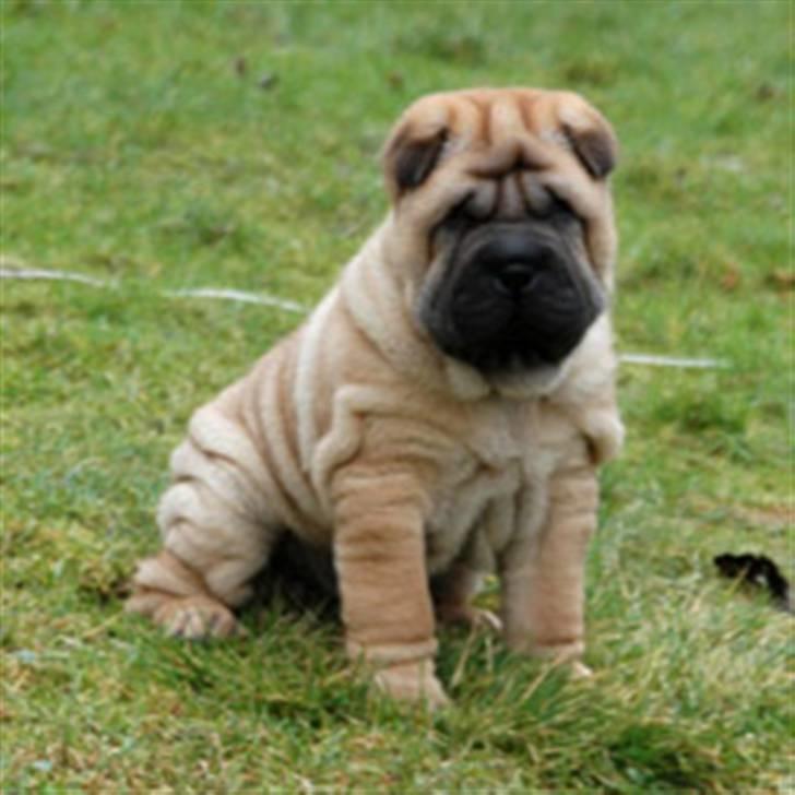 Shar pei Zulu billede 3