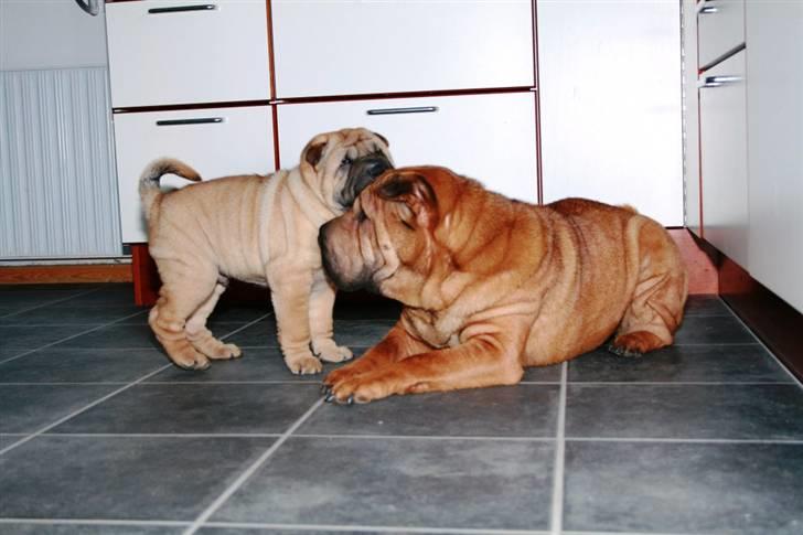 Shar pei Zulu - Zulu og Micha billede 5