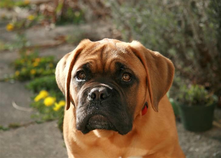 Dogue de bordeaux Saga von Nordniedersachen - Saga 15,5 uger min dejlige lille skat billede 2