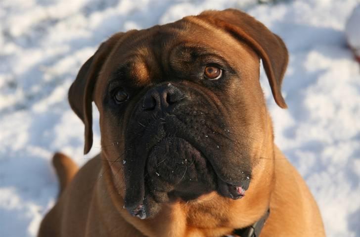 Dogue de bordeaux Saga von Nordniedersachen - Saga 13 mdr. billede 3