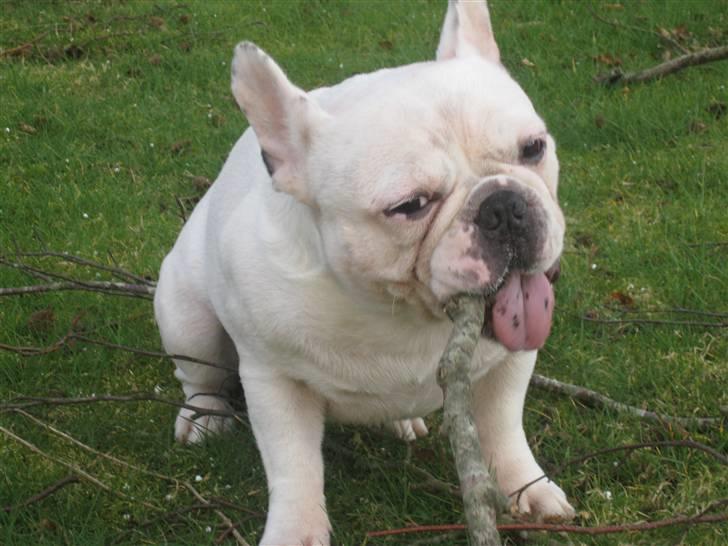 Fransk bulldog Ronni - Ronni i haven. billede 1