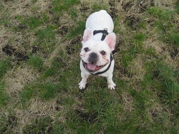 Fransk bulldog Ronni billede 2