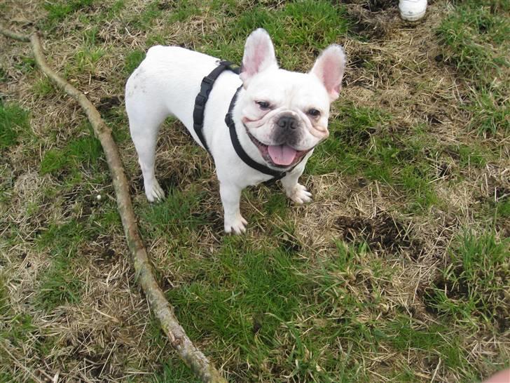 Fransk bulldog Ronni billede 3