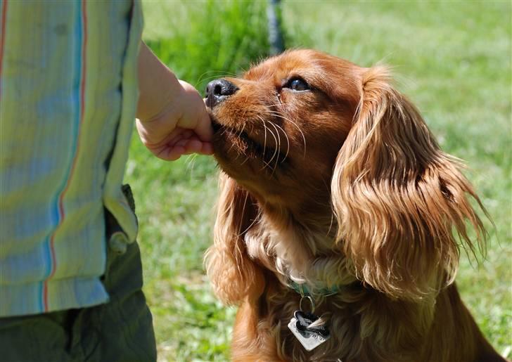 Cavalier king charles spaniel Blue Bell (Diesel) V.P.P - uhhh godbidder billede 2