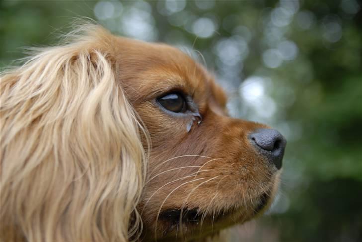 Cavalier king charles spaniel Blue Bell (Diesel) V.P.P - nyt 7/8-08 billede 3