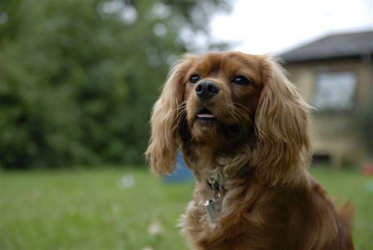 Cavalier king charles spaniel Blue Bell (Diesel) V.P.P - nyt 7/8-08 billede 4