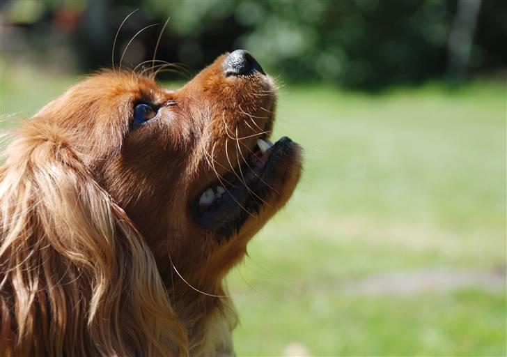 Cavalier king charles spaniel Blue Bell (Diesel) V.P.P - er jeg opmærksom nok billede 5