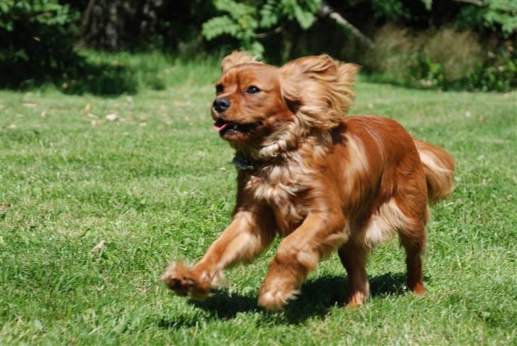Cavalier king charles spaniel Blue Bell (Diesel) V.P.P - jeg løber billede 6