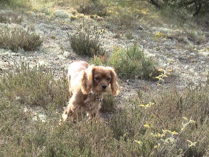 Cavalier king charles spaniel Blue Bell (Diesel) V.P.P - hov hvad er det der over billede 9