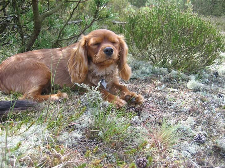 Cavalier king charles spaniel Blue Bell (Diesel) V.P.P - lidt træt er man vel altid billede 10