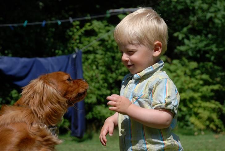 Cavalier king charles spaniel Blue Bell (Diesel) V.P.P - åhhhh må jeg ikke godt få den billede 11