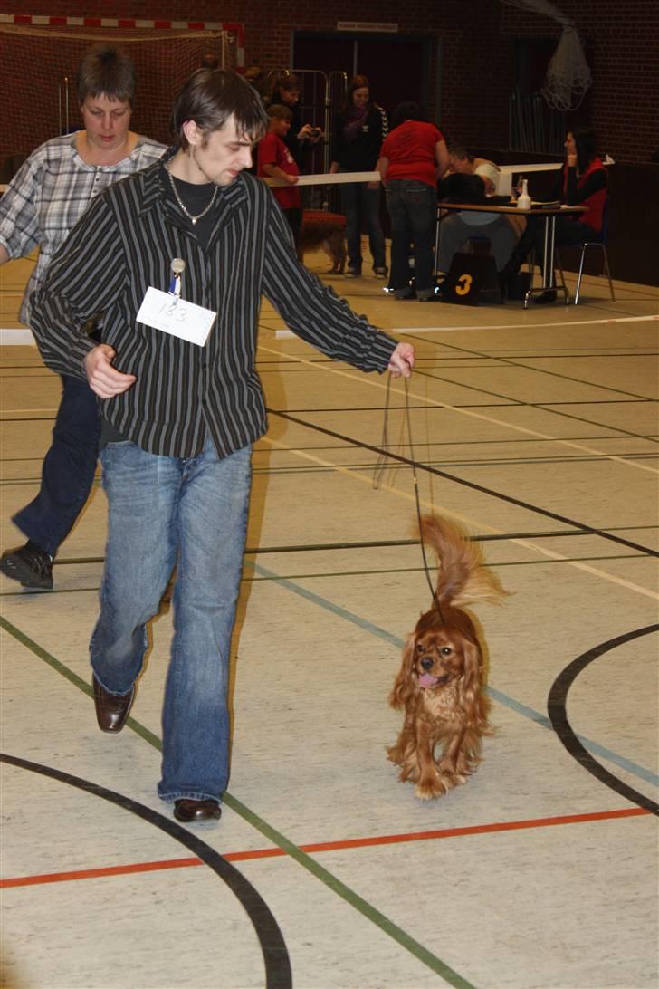 Cavalier king charles spaniel Blue Bell (Diesel) V.P.P - i ring med far billede 12