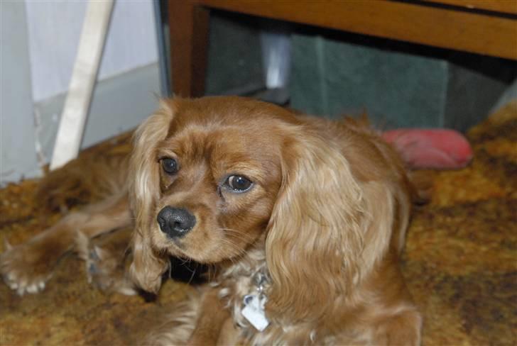 Cavalier king charles spaniel Blue Bell (Diesel) V.P.P - nyt 9/8 billede 13