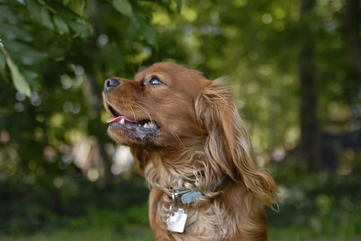Cavalier king charles spaniel Blue Bell (Diesel) V.P.P - smuk ikke=) billede 14