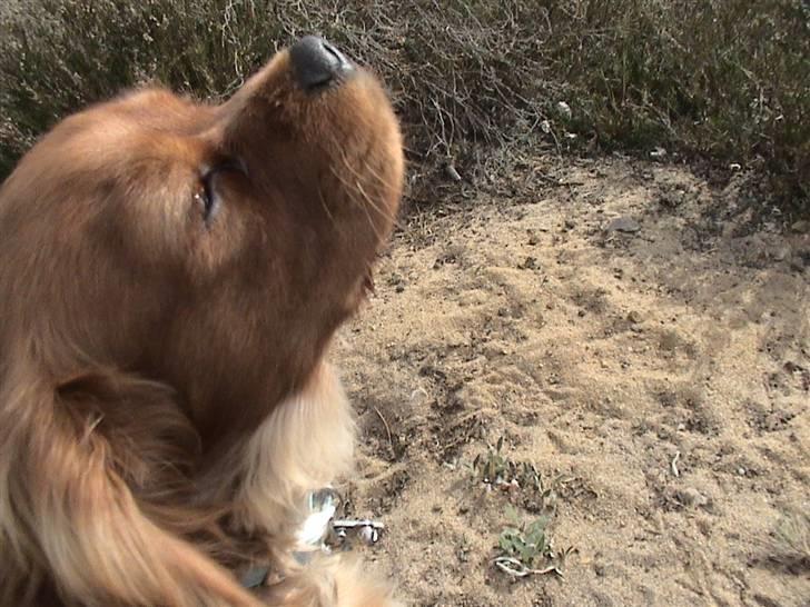 Cavalier king charles spaniel Blue Bell (Diesel) V.P.P - kigger mod himlen billede 15