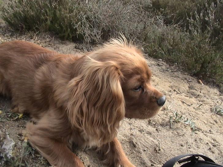 Cavalier king charles spaniel Blue Bell (Diesel) V.P.P - her har jeg overblik billede 16