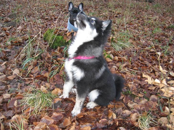 Finsk lapphund Finda Dusty Diva - Diva i hundeskoven med vores søn og svigerdatters franske bulldog Diego, de er bedste legekammerater. billede 5