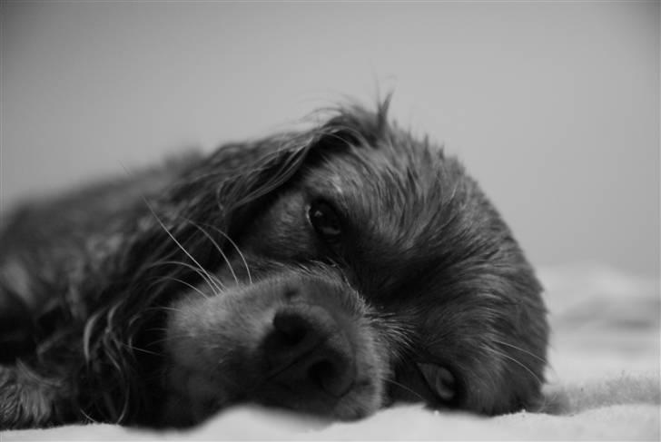 Cavalier king charles spaniel Blue Bell (Diesel) V.P.P - livet er at putte billede 17