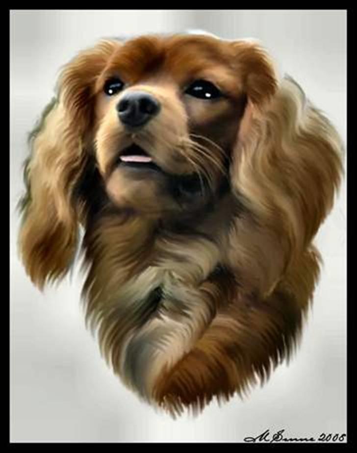 Cavalier king charles spaniel Blue Bell (Diesel) V.P.P - og tak til marianne der lavede dette lækre billed=) billede 18