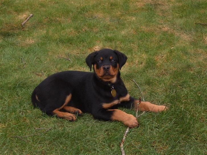 Rottweiler Felix billede 11