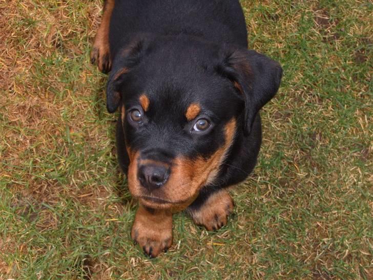 Rottweiler Felix billede 12