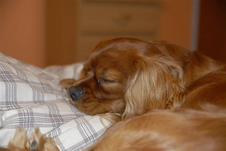Cavalier king charles spaniel Blue Bell (Diesel) V.P.P - dejligt at putte i mors dyne billede 20