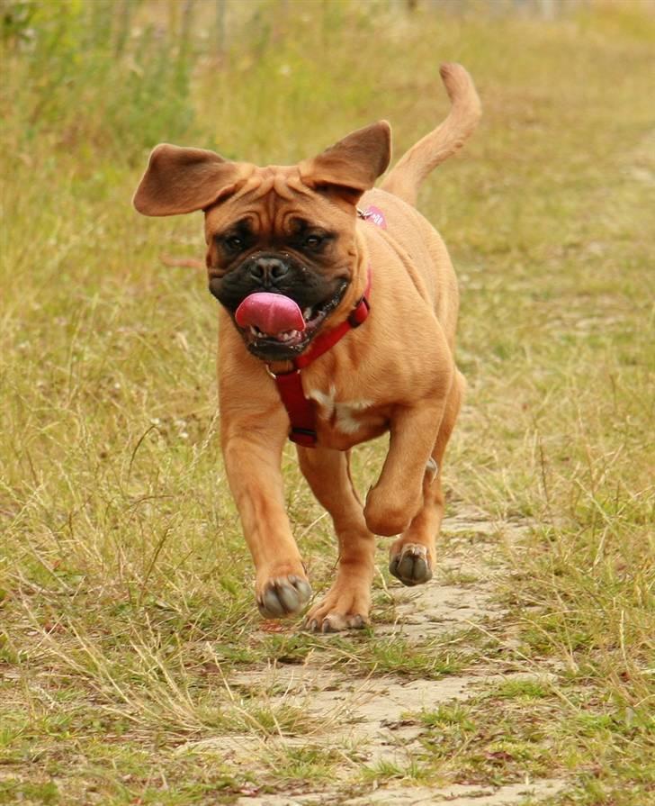 Dogue de bordeaux Saga von Nordniedersachen - Det gælder om at holde tungen lige i munden.... billede 4