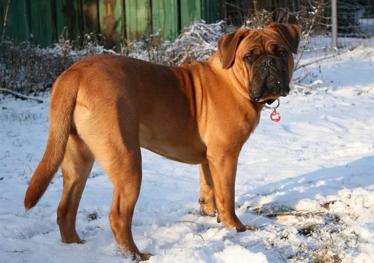 Dogue de bordeaux Saga von Nordniedersachen - Saga 13 måneder billede 5