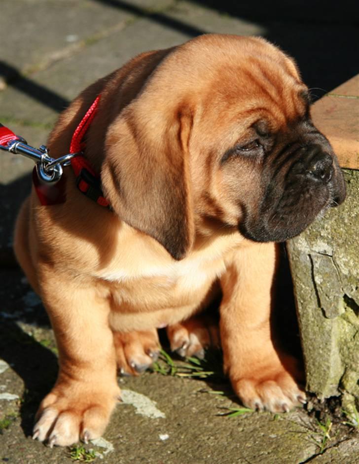 Dogue de bordeaux Saga von Nordniedersachen - 9 uger billede 6