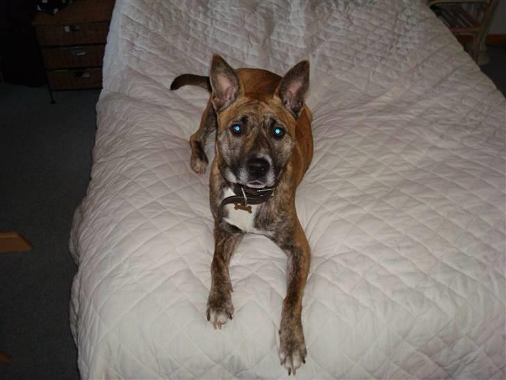 Blanding af racer Mana - Mana gør sig lækker foran cammet :) billede 13