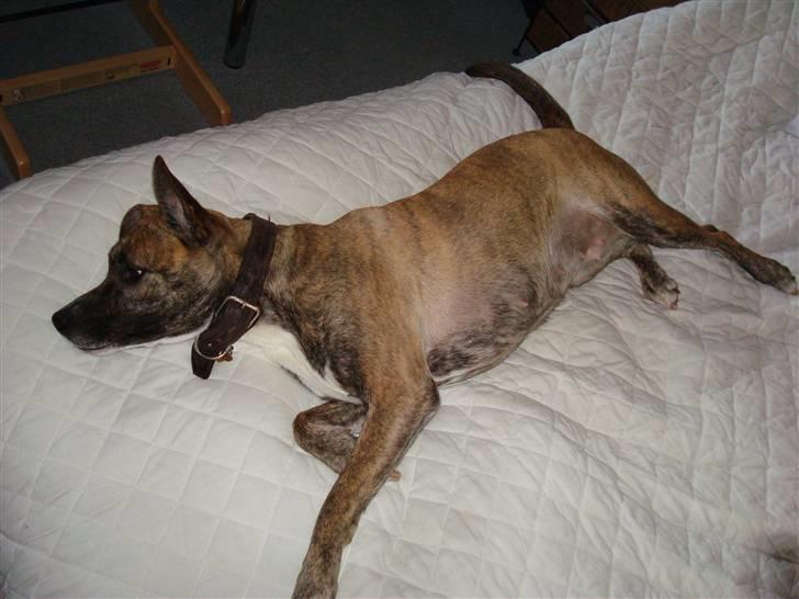 Blanding af racer Mana - Man feder den :) billede 14