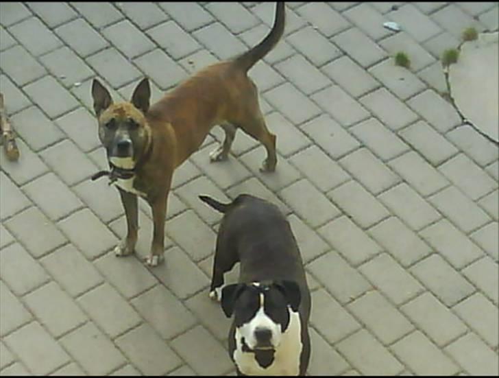 Blanding af racer Mana - Mana og Moren Crazy billede 15