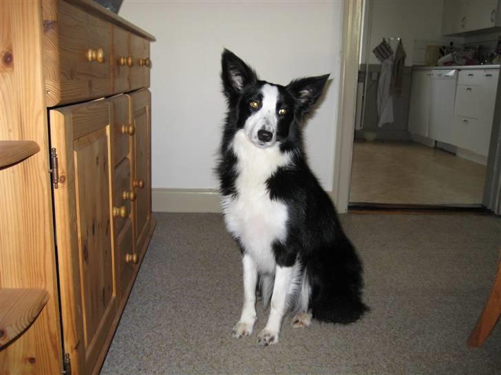 Border collie Bailey RIP billede 15