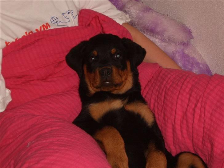 Rottweiler Felix billede 13