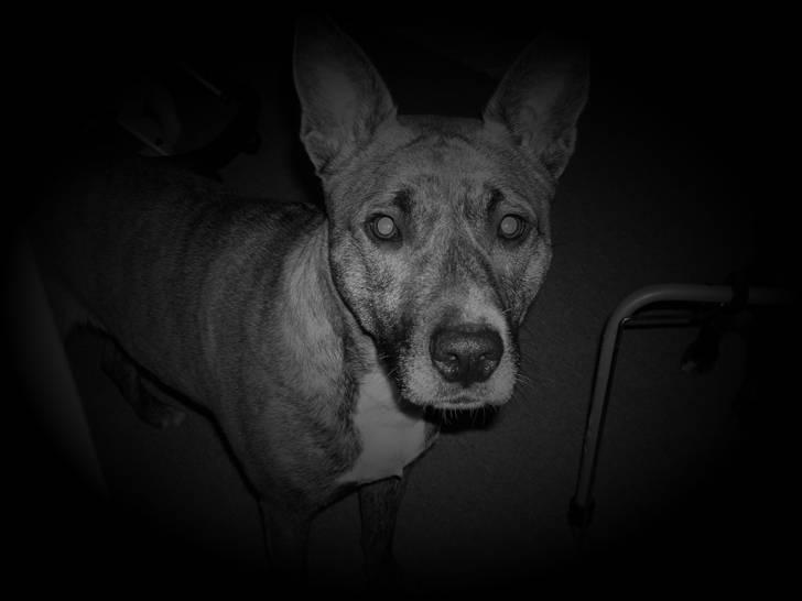 Blanding af racer Mana - mana NYT 08 billede 17