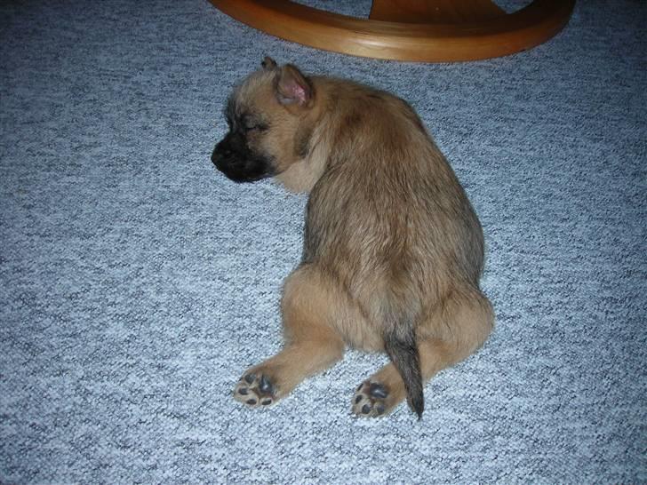 Cairn terrier oliver :)  billede 6